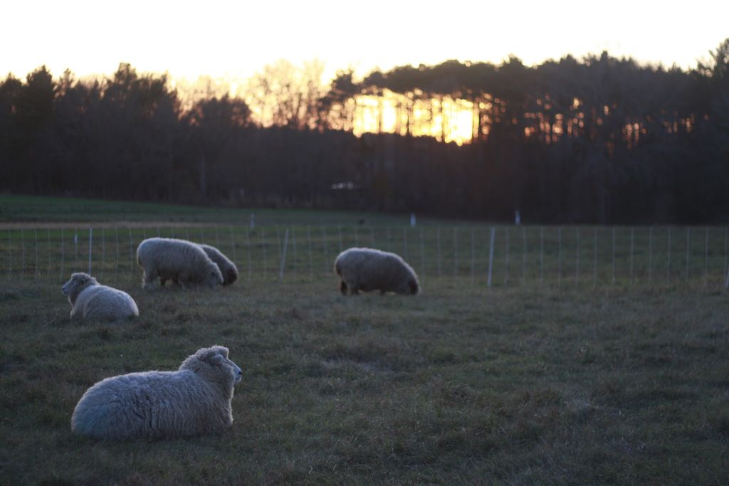 Mass-Audubons-Drumlin-Farm