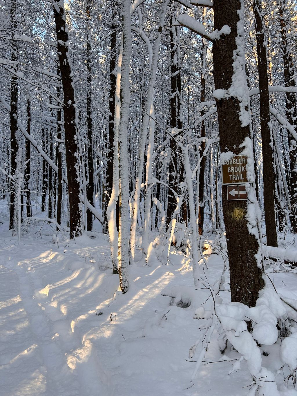 Merrimac-Town-Forest