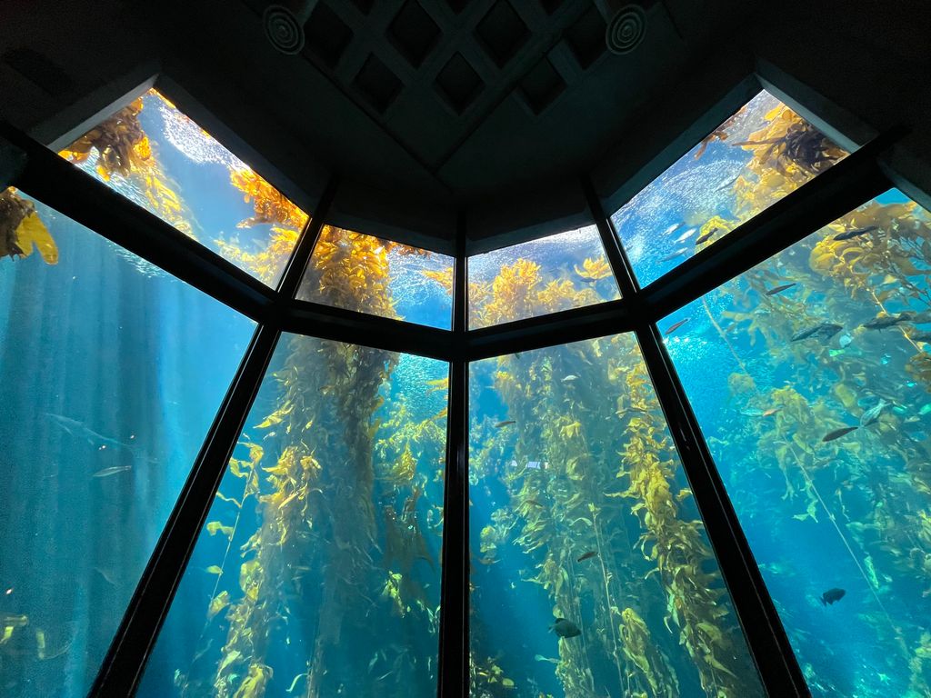 Monterey-Bay-Aquarium