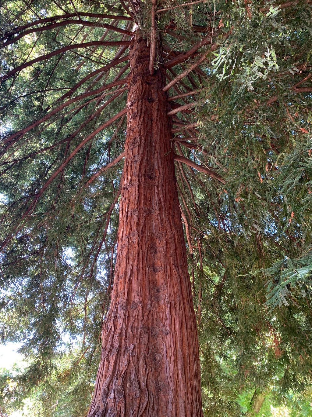 Monterey-Moon-Tree