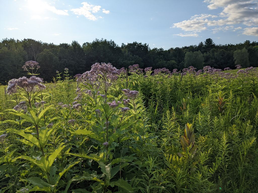 Mountain-Meadow-Preserve-5