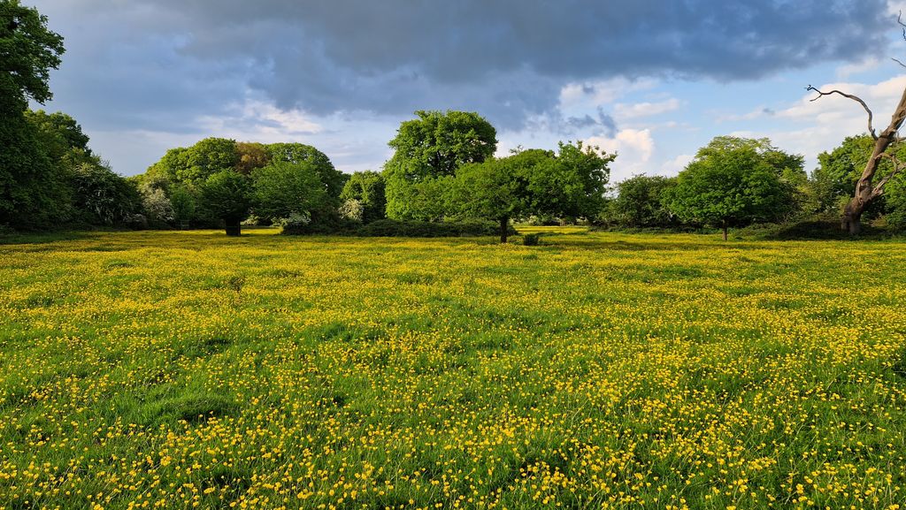 National-Trust-Hatfield-Forest