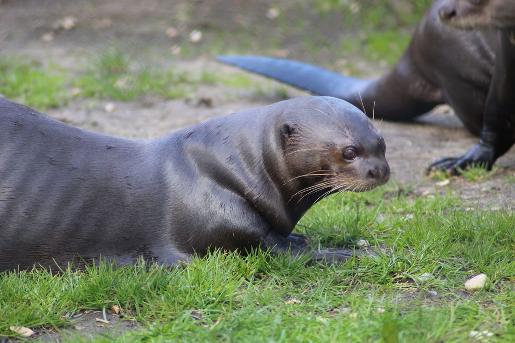 New-Forest-Wildlife-Park-1