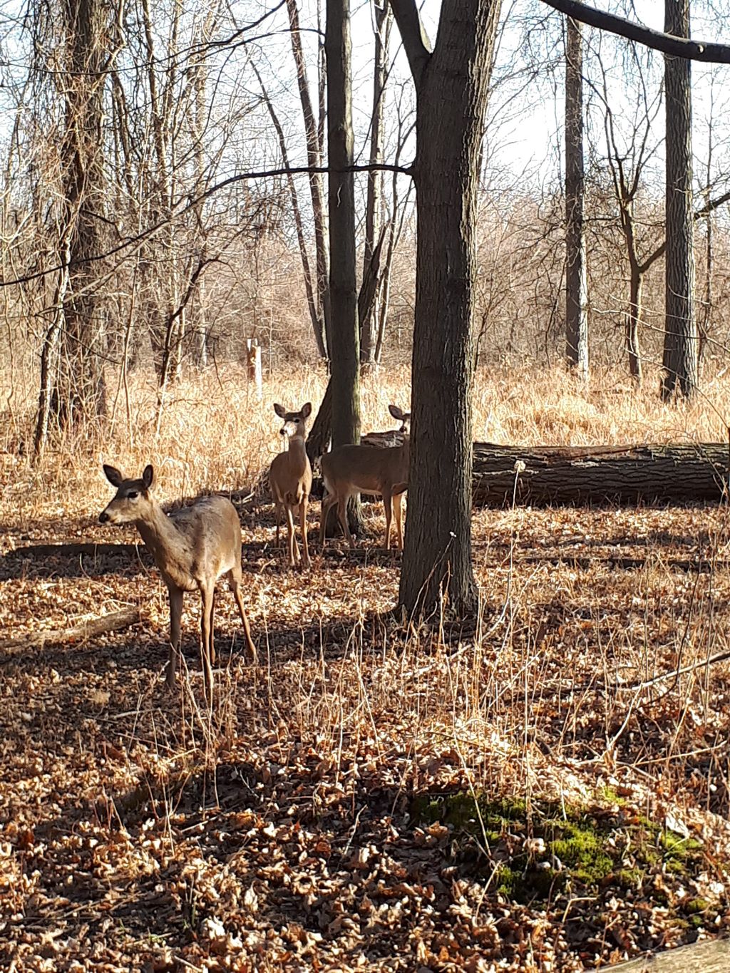 Ojibway-Prairie-Provincial-Nature-Reserve-1