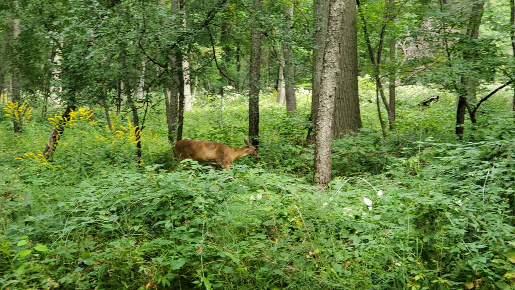 Ojibway-Tom-Joy-Woods-1