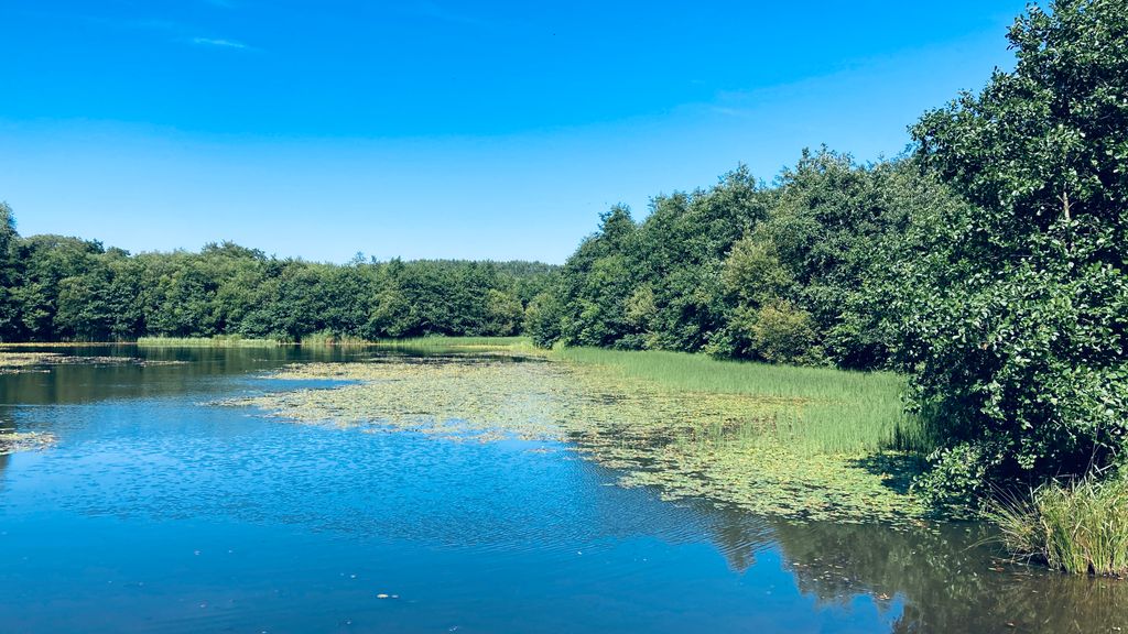 Penllergaer-Valley-Woods-1