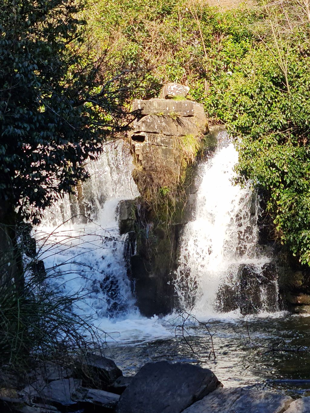 Penllergaer-Valley-Woods