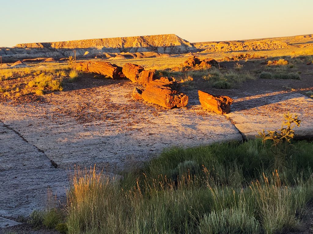 Petrified-Forest-National-Park-1