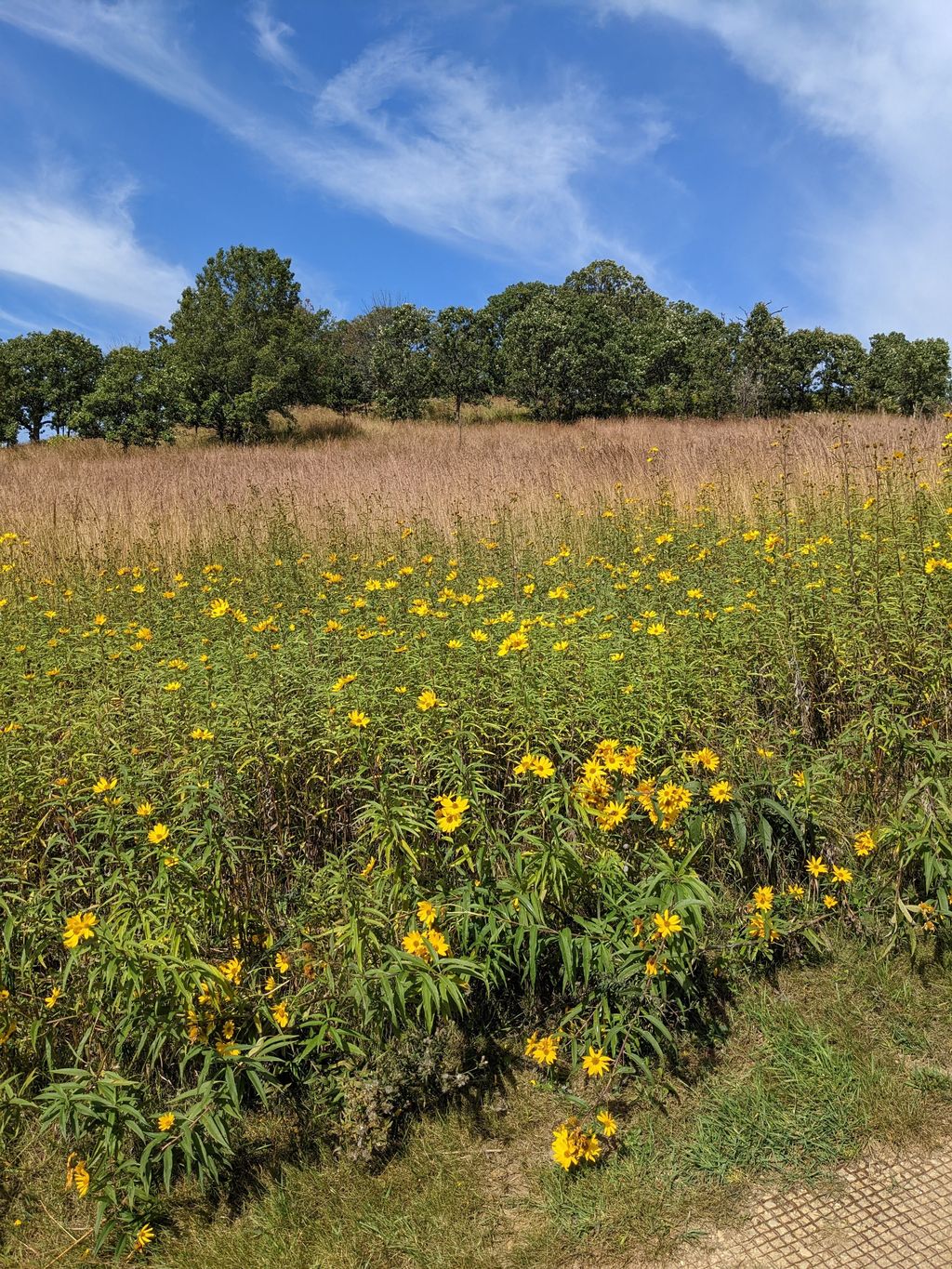 Pheasant-Branch-Conservancy