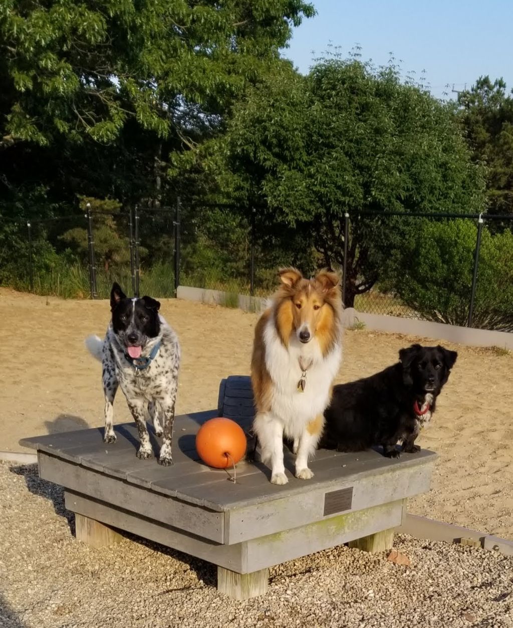 Pilgrim-Bark-Park