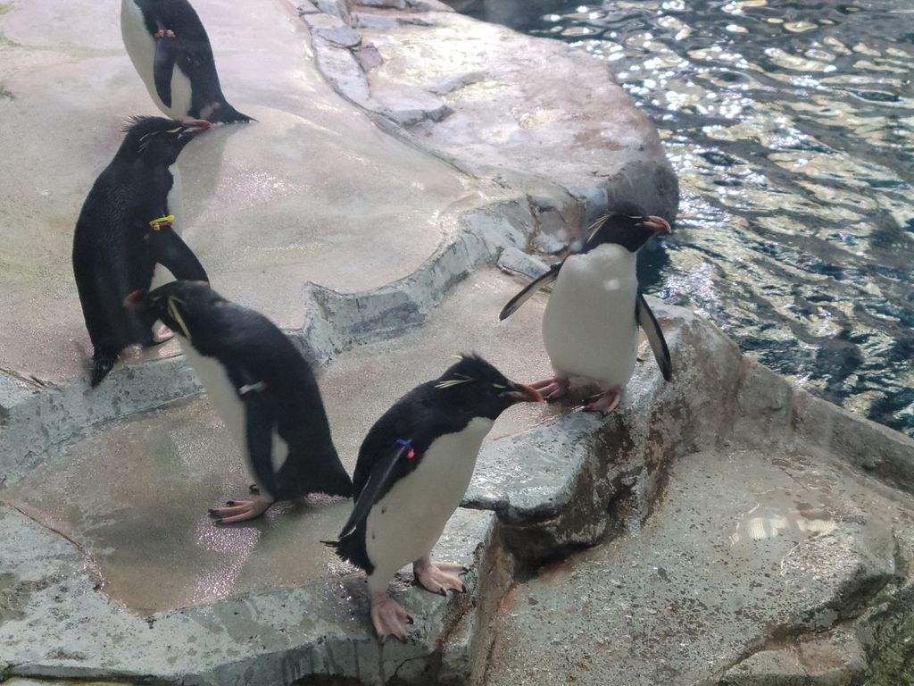 Polk-Penguin-Conservation-Center-2