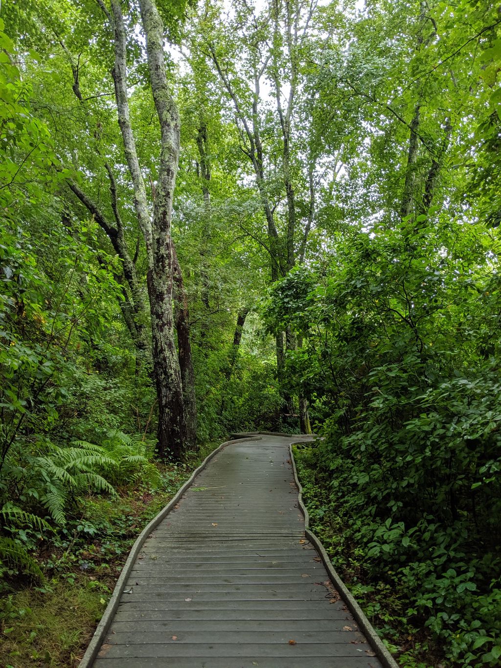 Red-Maple-Swamp-Trail
