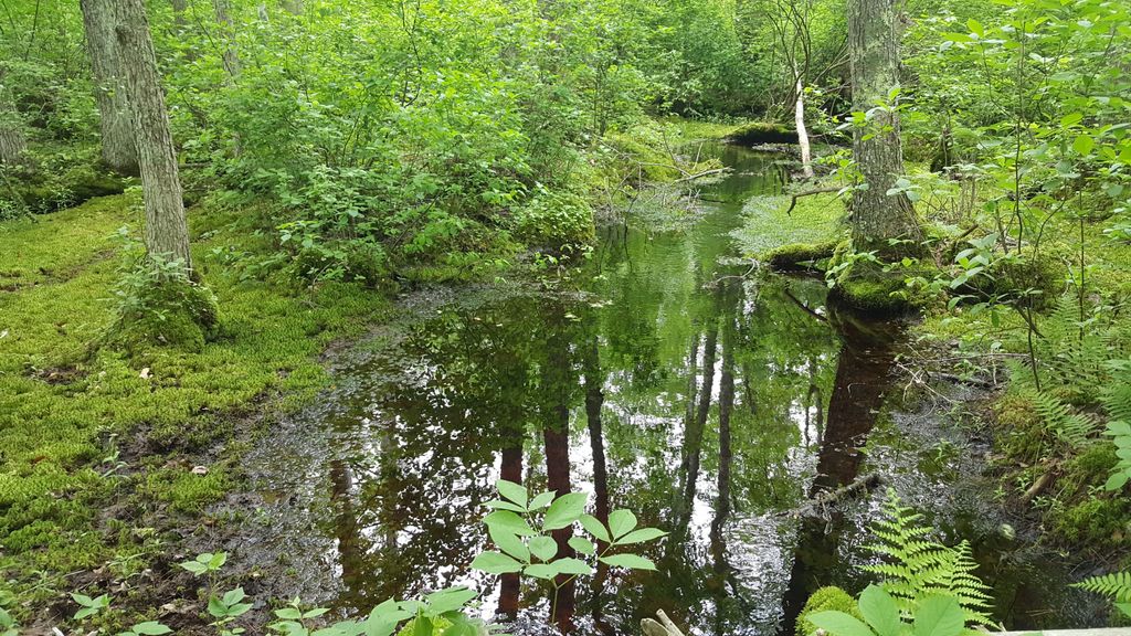 Rocky-Gutter-Wildlife-Management-Area-1