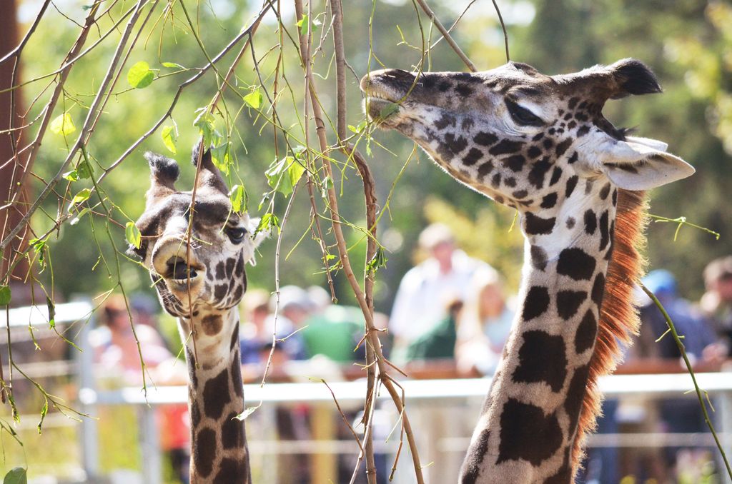 Seneca-Park-Zoo