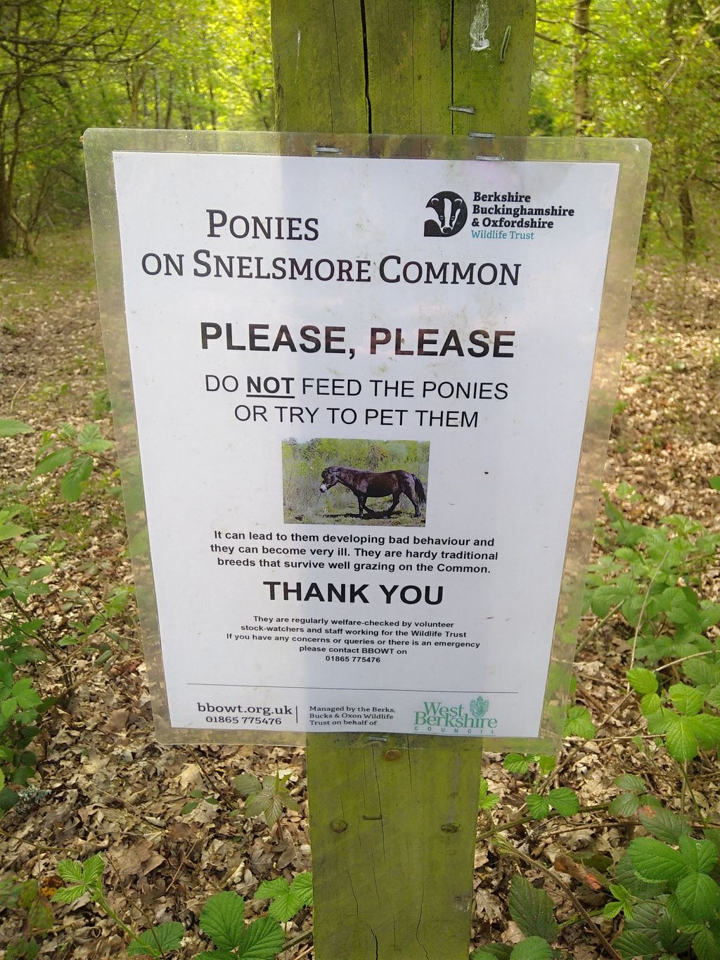 Snelsmore-Common