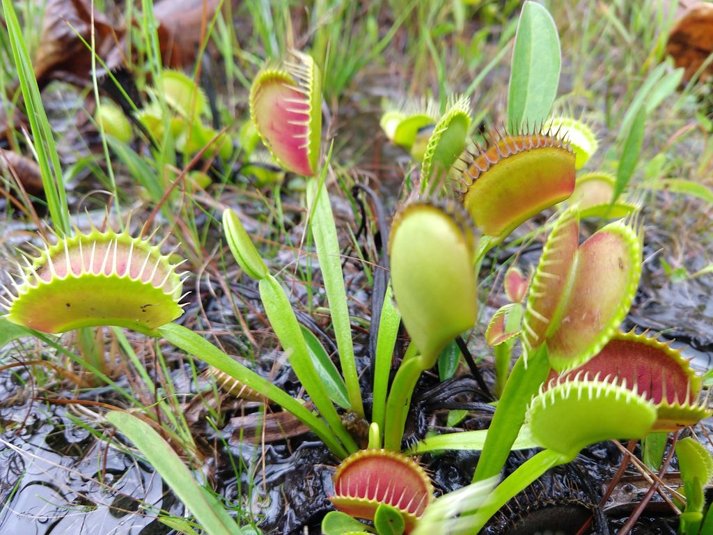 Stanley-Rehder-Carnivorous-Plant-Garden-at-Piney-Ridge-Nature-Preserve-Wilmington-1