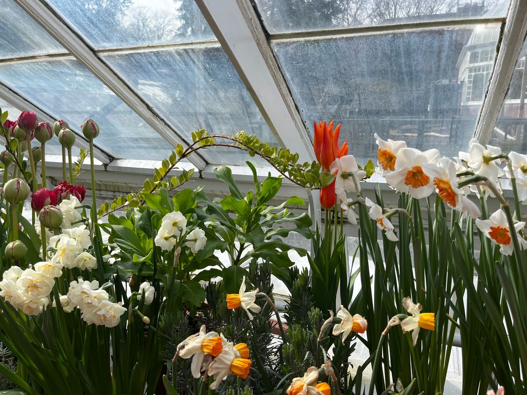 Talcott-Greenhouse-1