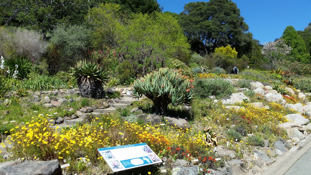 University-of-California-Botanical-Garden-1