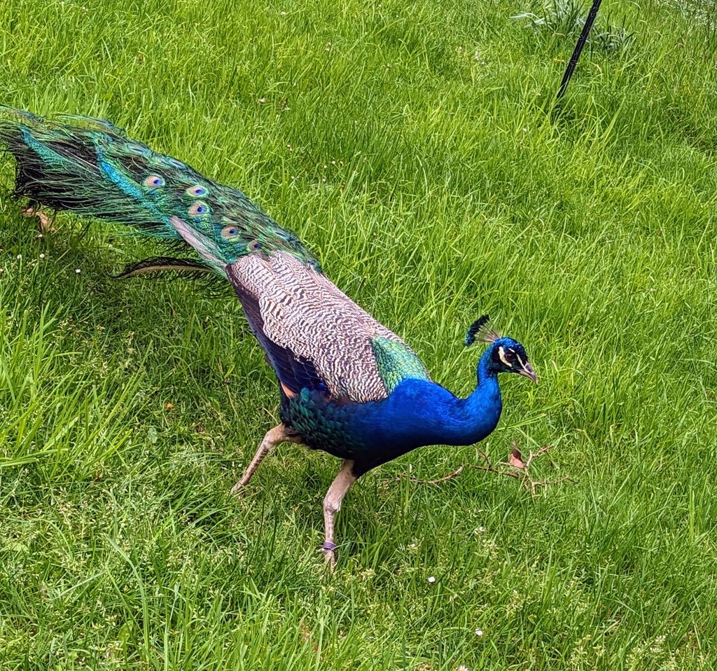 Warwick-Peacock-Garden