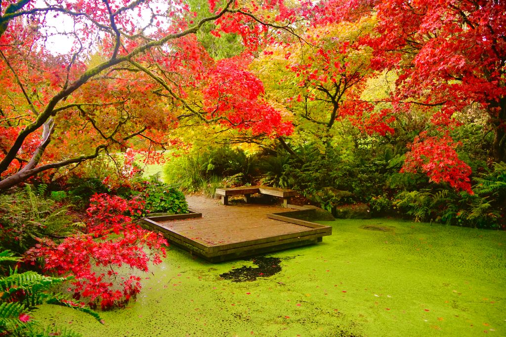 Washington-Park-Arboretum-1