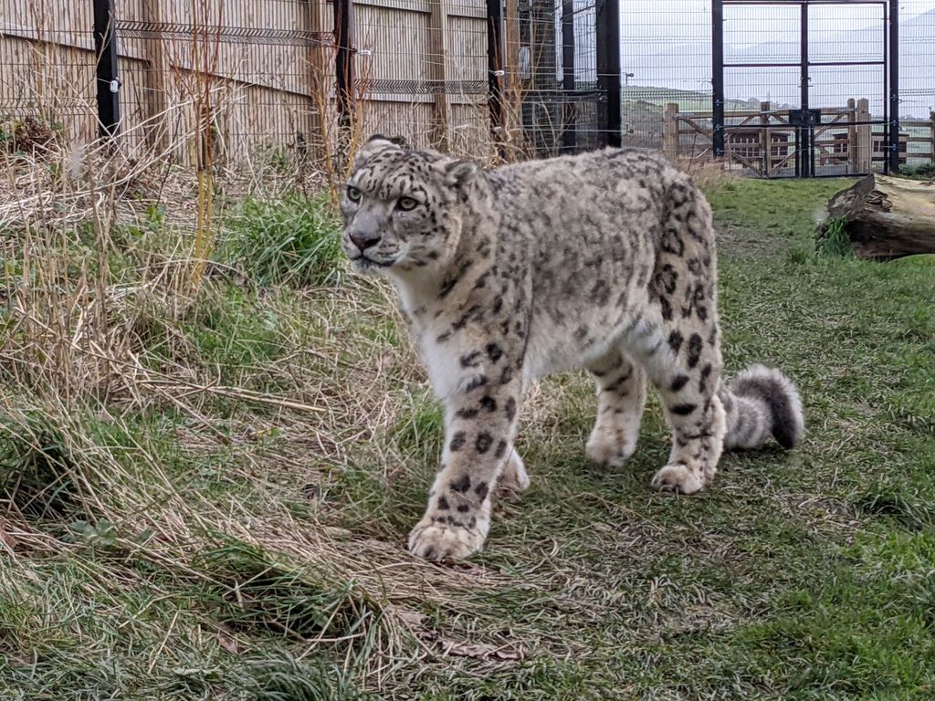 Welsh-Mountain-Zoo-2