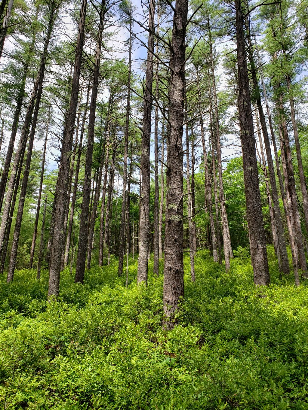 Wildlands-Trust-Halfway-Pond-Conservation-Area-2