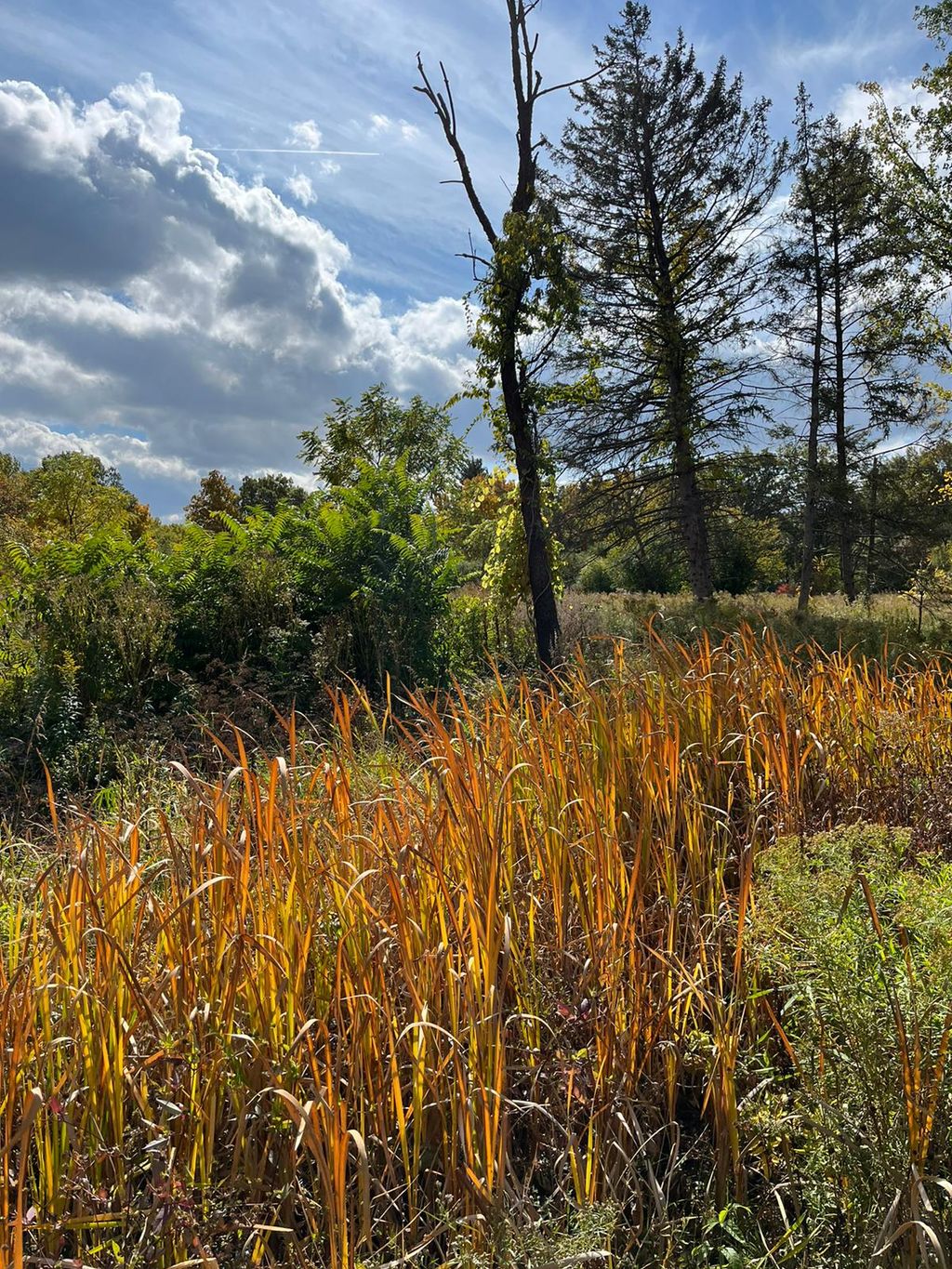 Wolf-Road-Prairie-Nature-Preserve