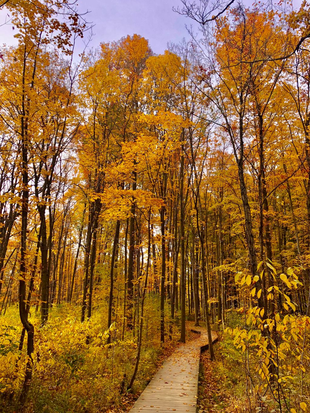 Wood-Hollow-Metro-Park-1