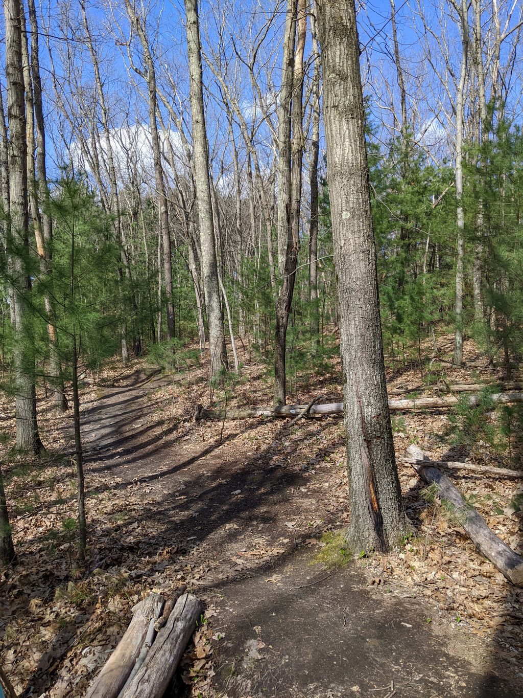 Carmel-Woods-Trail