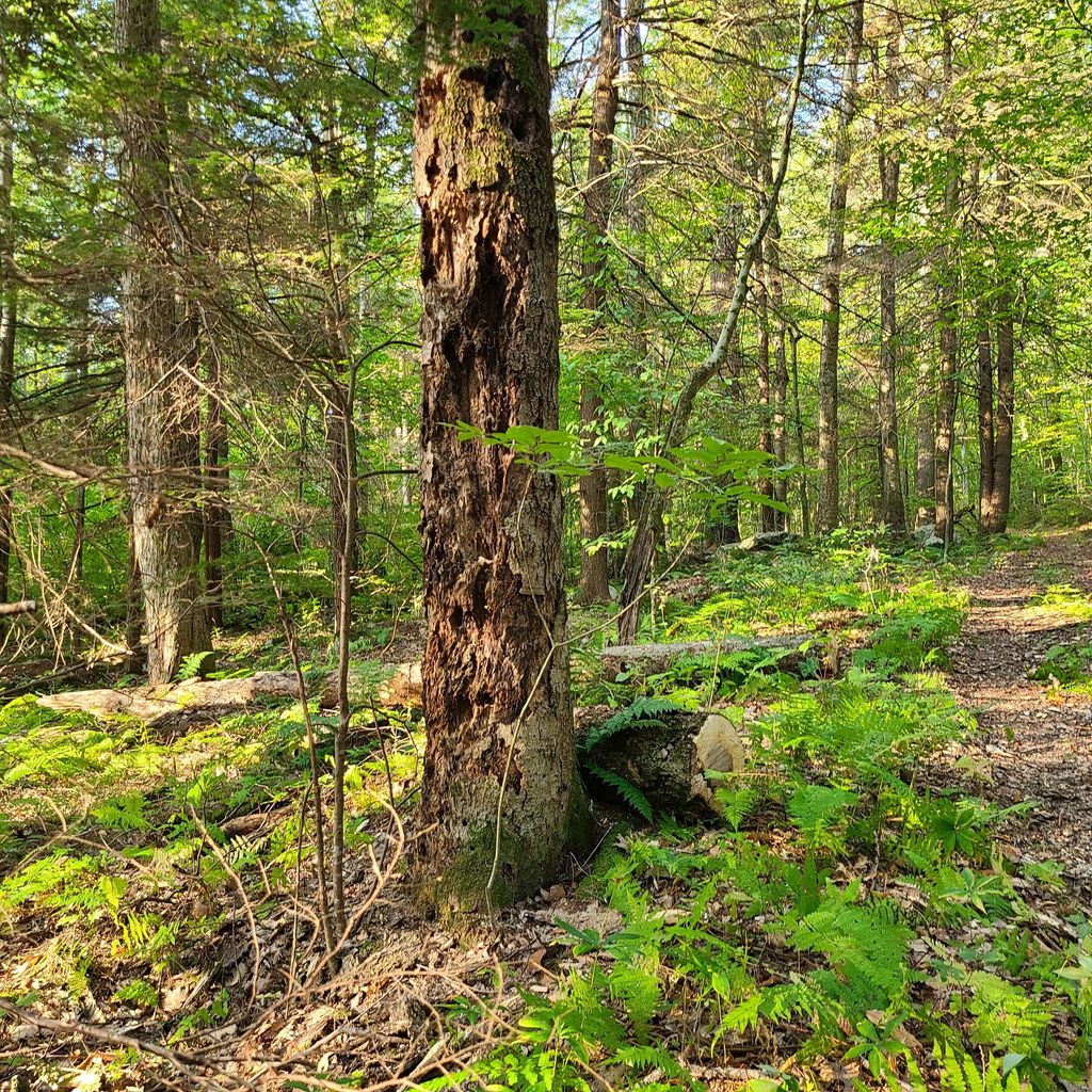 Cookson-State-Forest