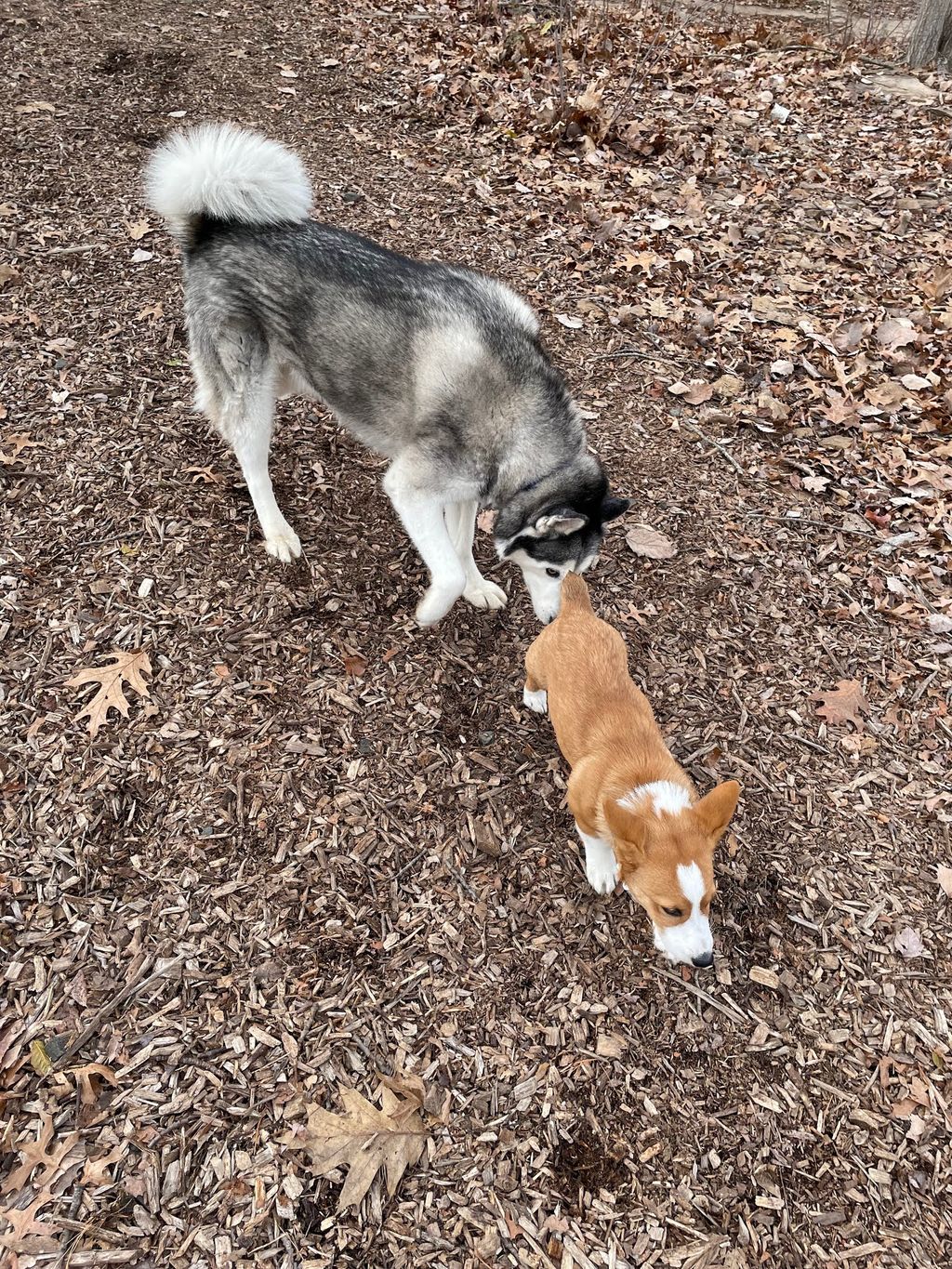 Friends-of-South-Hadley-Dog-Park