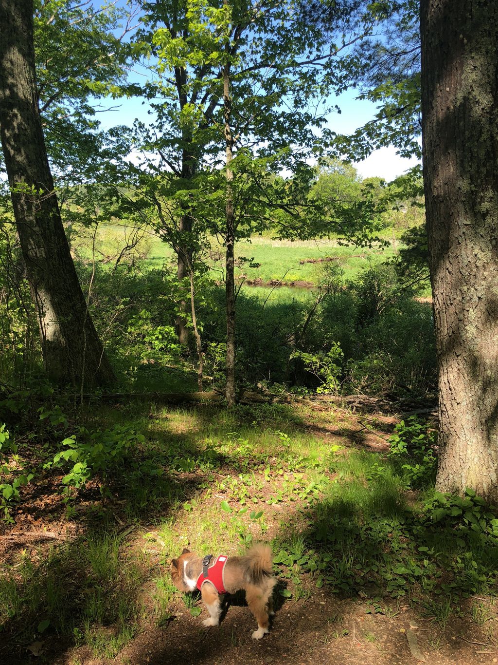 Hazels-Beaver-Point-Picnic-Table