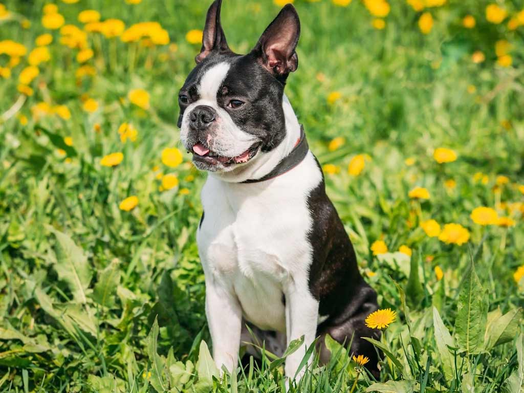 History of the Boston Terrier Dog Breed: Origins, Standards, and ...