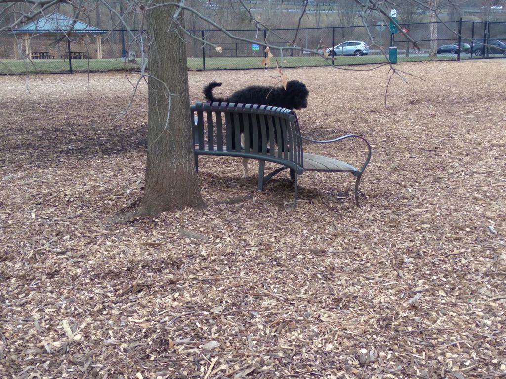 Holyoke-Dog-Park