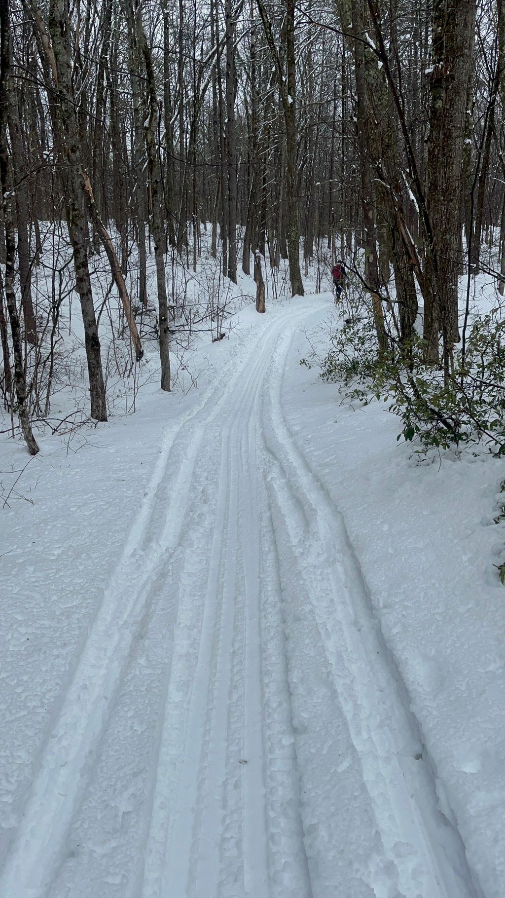 Lunenburg-Conservation-Land-Small-Town-Forest