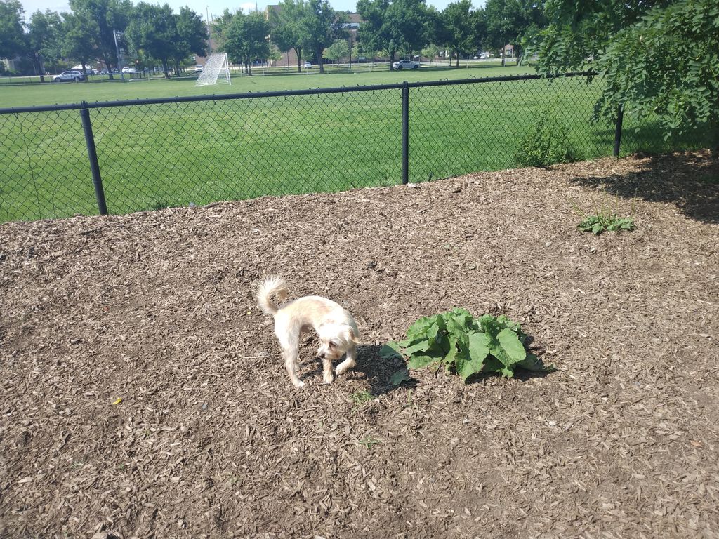 Melrose-Dog-Park