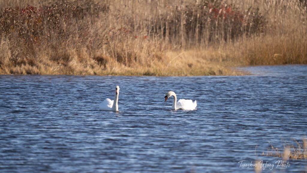 North-Pool-Overlook-Parker-River-National-Wildlife-Refuge-2