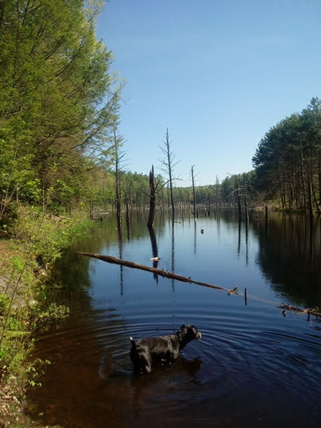 Orange-State-Forest