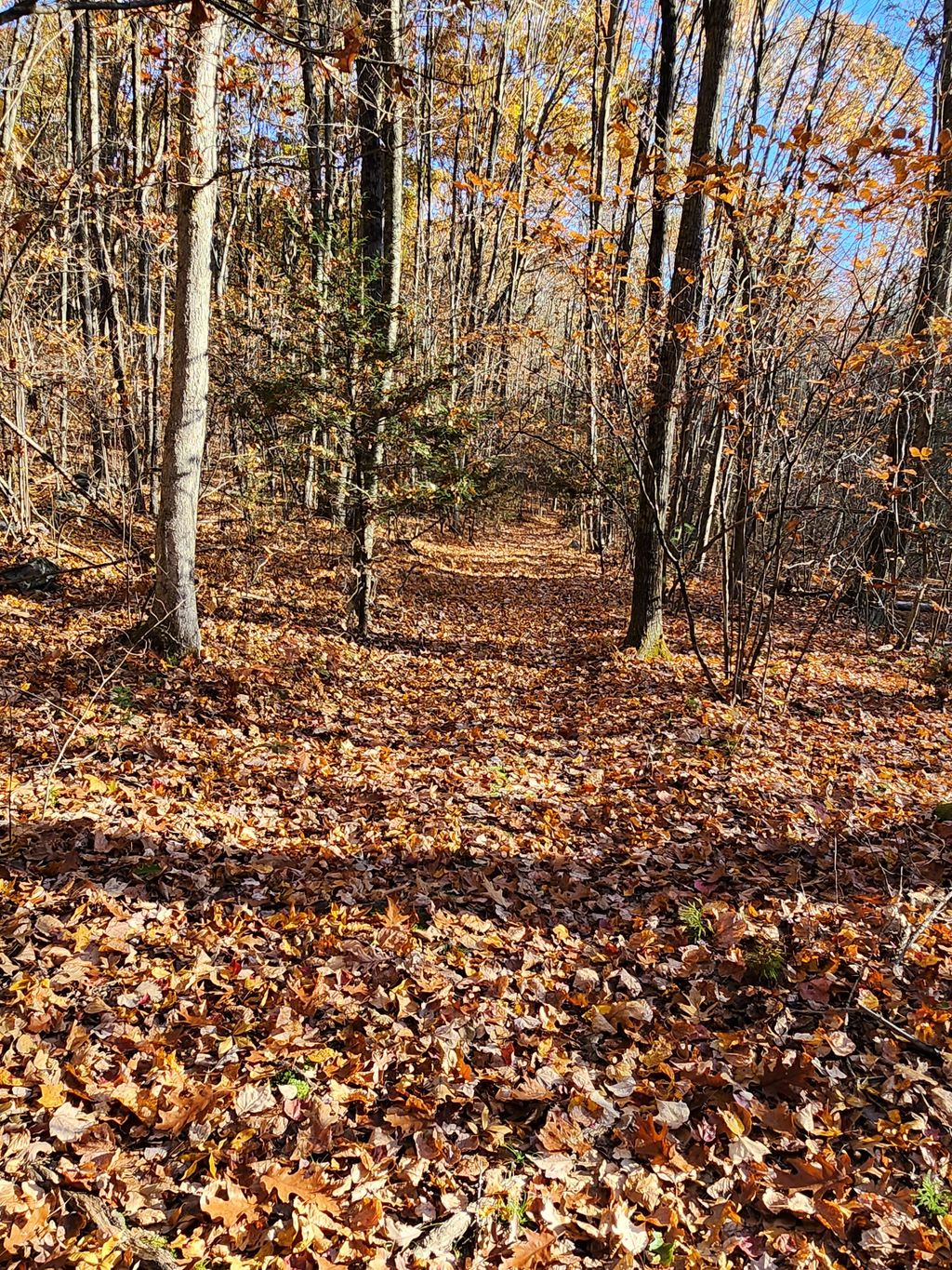 Red-Oak-Trail-Merrimac-Town-Forest-1