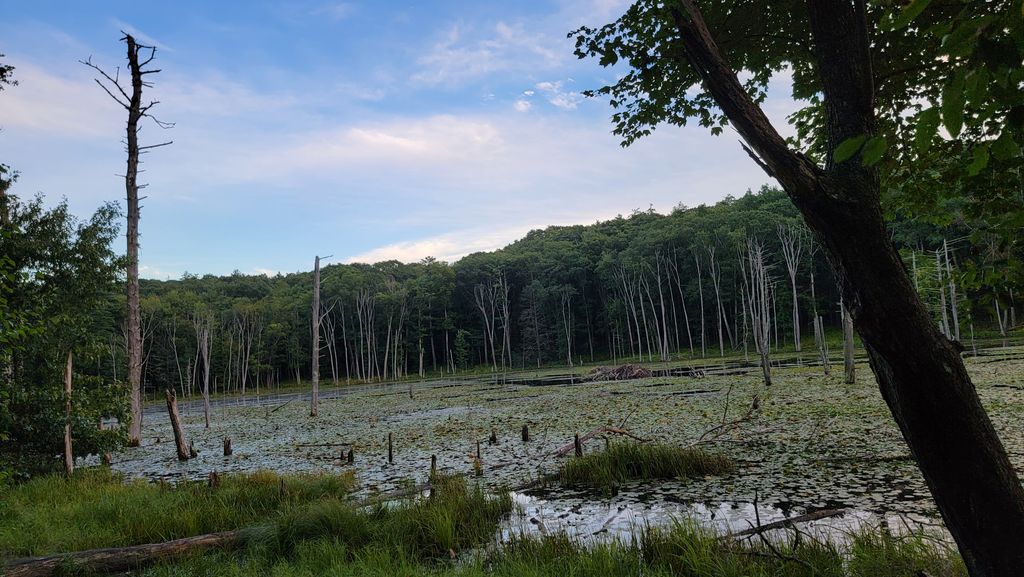 Red-Oak-Trail-Merrimac-Town-Forest