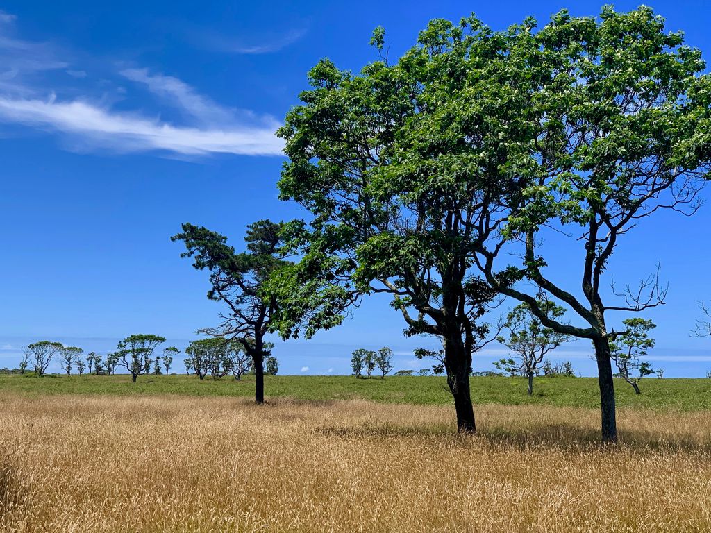 From Beaches to Forests: 8 National Parks to Explore in Nantucket ...