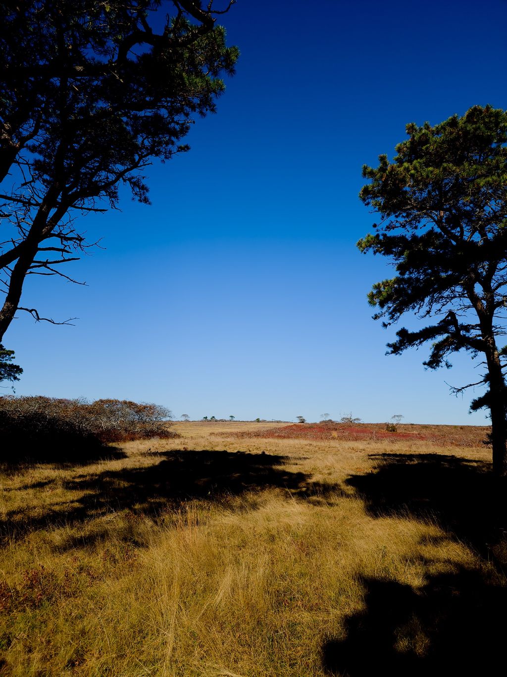 Serengeti-Nantucket-2