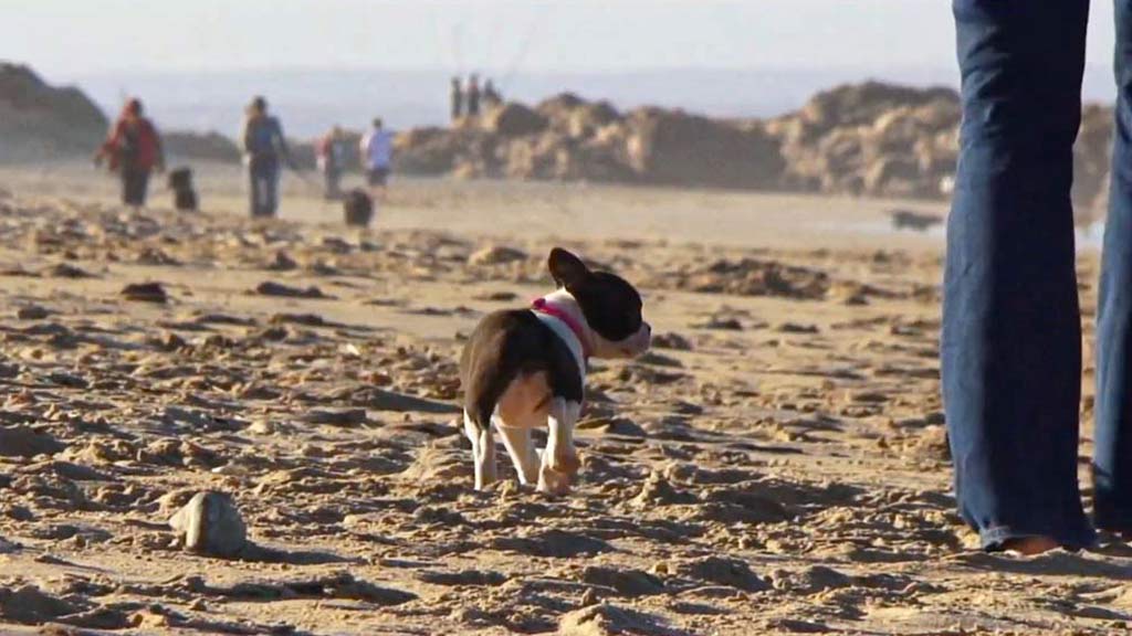 Ancestral Influences on the New Terrier Dog Breed