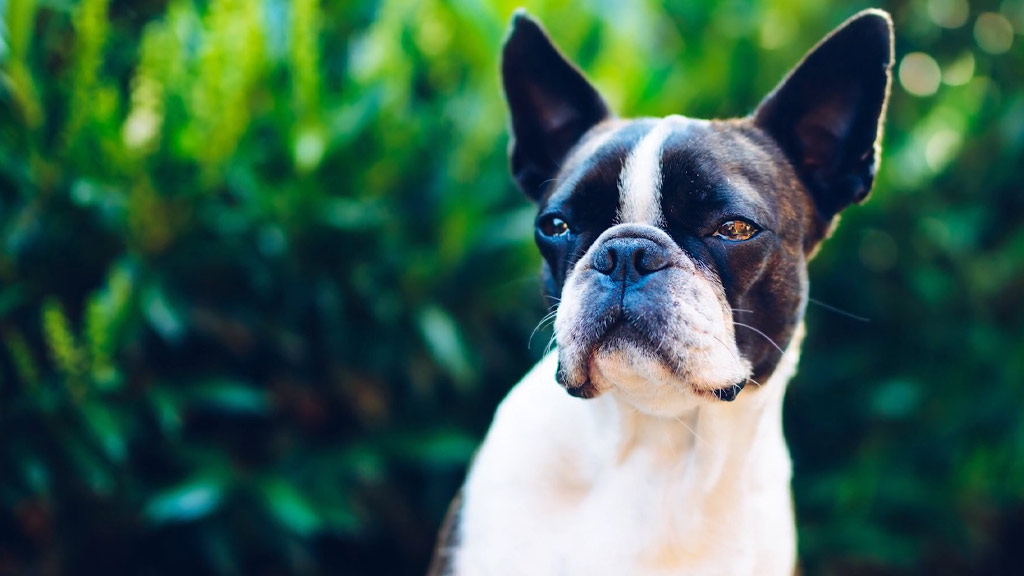 Evolution and Standardization of Boston Terrier Dog Breed