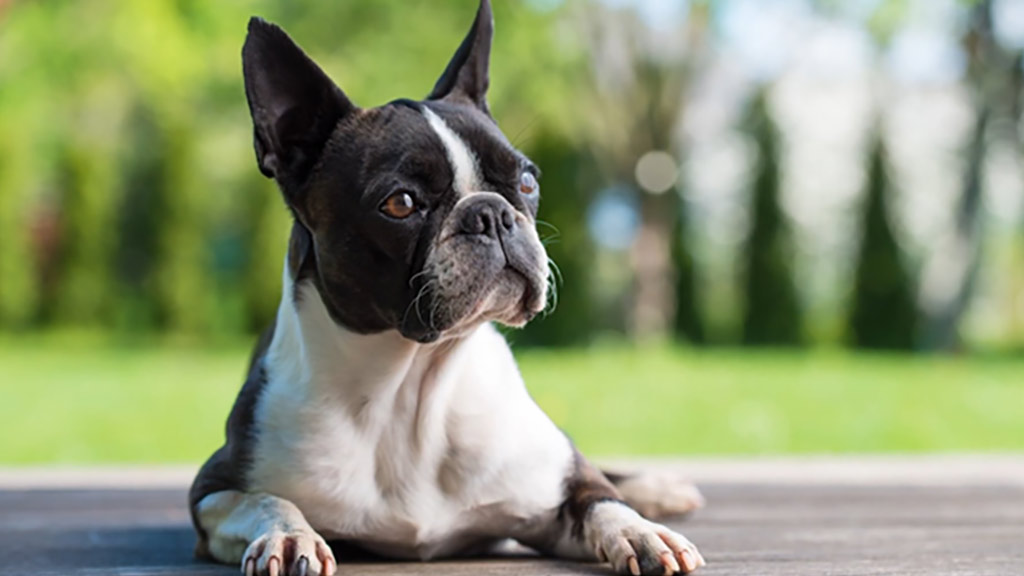 The Origine: History of the Boston Terrier Dog Breed