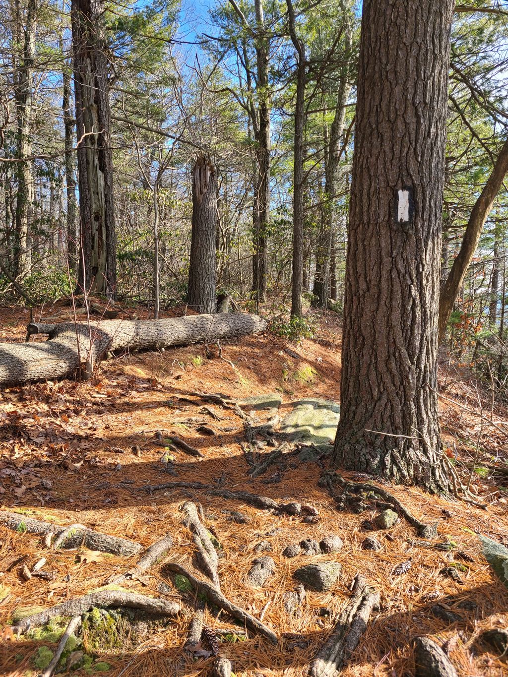 The-Ledge-on-the-Appalachian-Trail-1