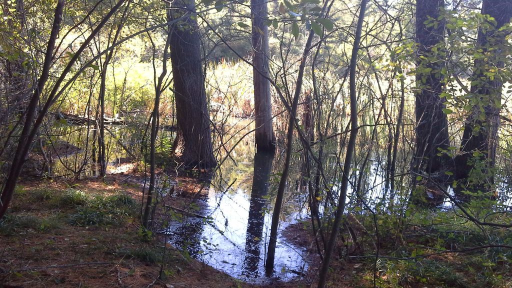 Tierney-Wildlife-Refuge