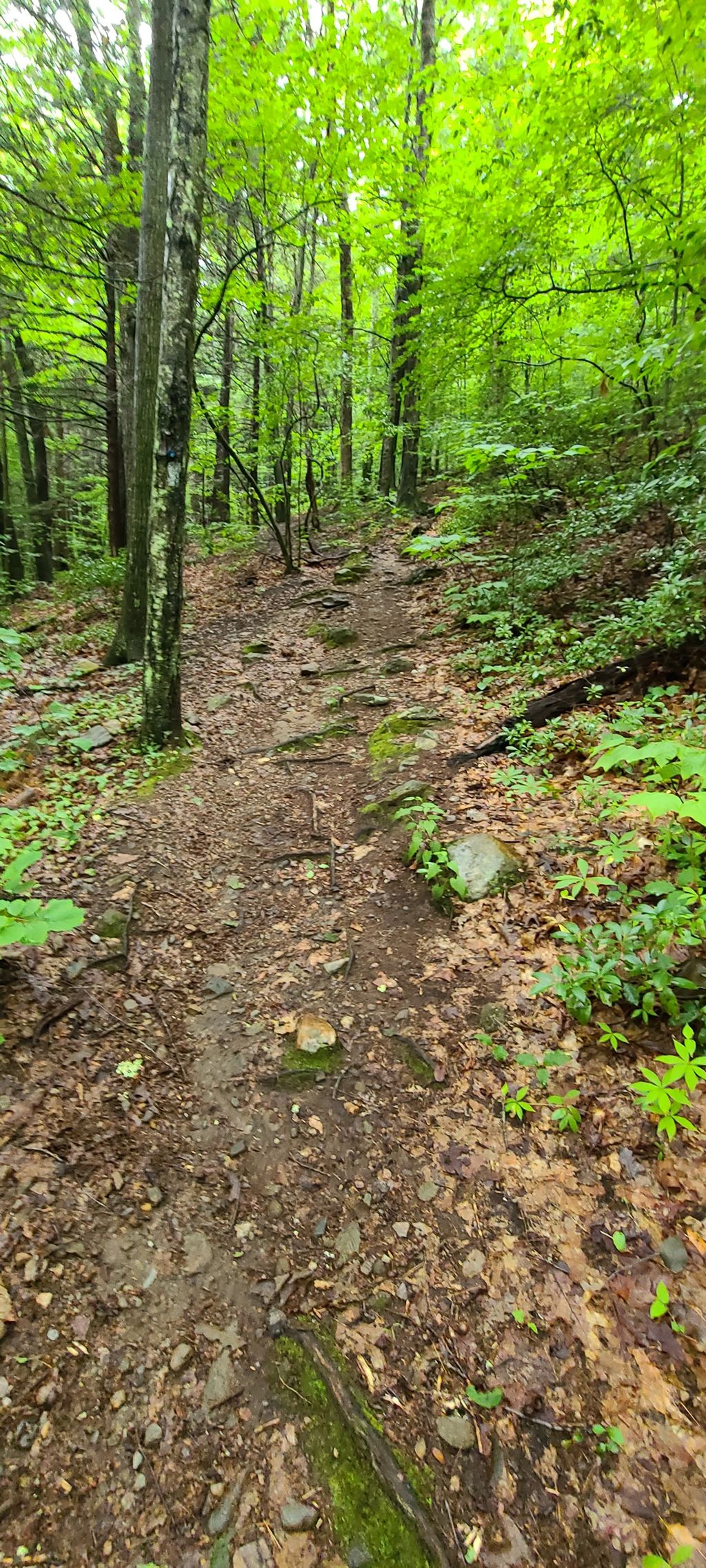 Todd-Mountain-Trail