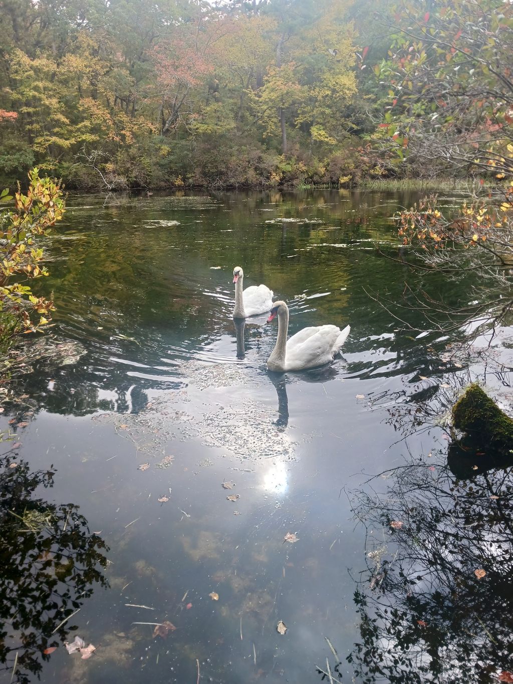 William-Barbara-Hacker-Wildlife-Sanctuary-Town-Island-Pond-Conservation-Land-Trail-Head