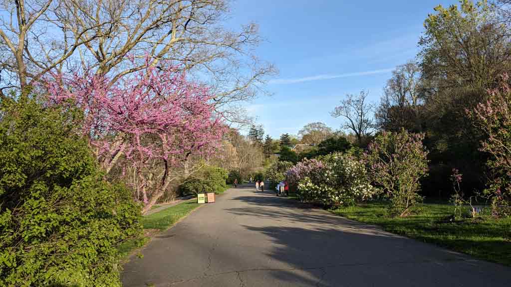 Arnold Arboretum